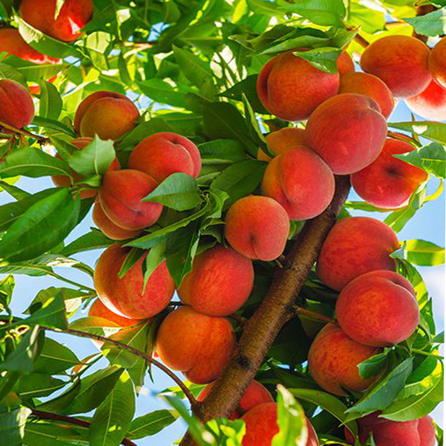 Tổng hợp với hơn 102 peach hình nền quả đào cute hay nhất  POPPY