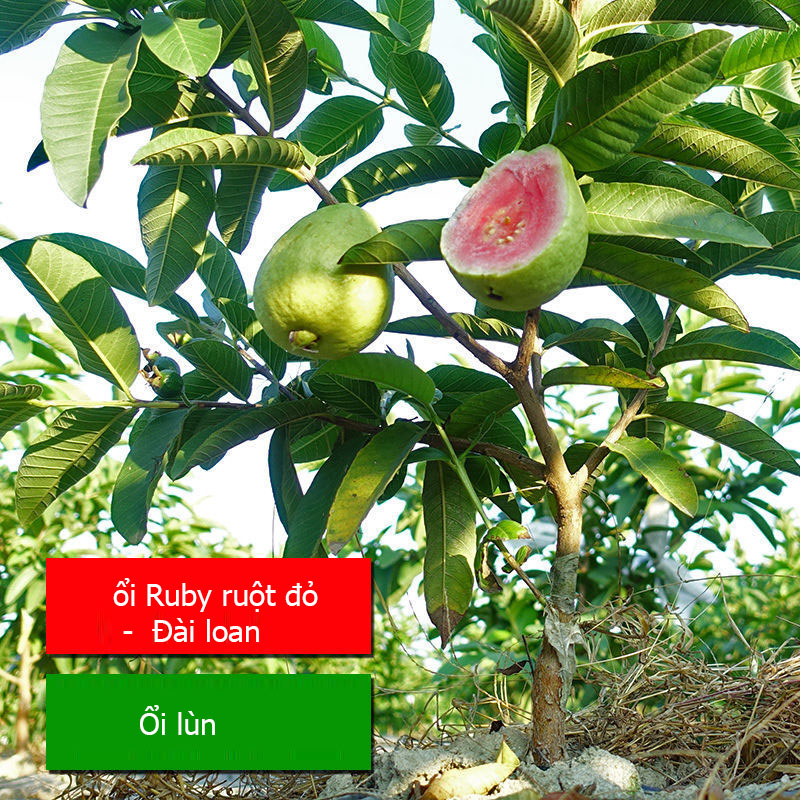 Cây Giống Ổi Lùn Ruby Ruột Đỏ Đài Loan F1